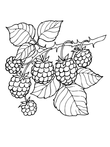 Blackberry Branch Coloring Page